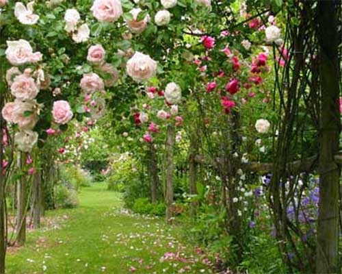 置身富人家的玫瑰花园 就像爱丽丝梦游仙境