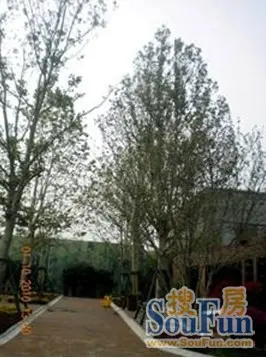 法桐树阵工信部有平面设计证书吗图片