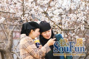 昨日，两位美女欣赏用手机拍摄的大雁塔南广场盛开的花朵。 