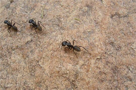 家里怎么除蚂蚁？家里怎么预防有蚂蚁？