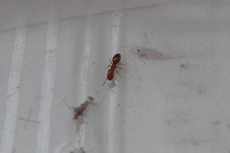 家里有很多蚂蚁怎么办？家里蚂蚁出现的原因？