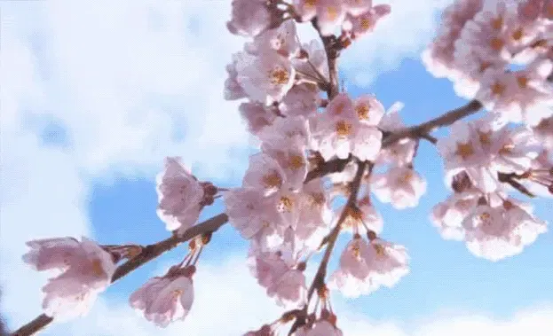 镇平老庄镇万亩樱桃基地  美时节 樱桃花发满晴柯