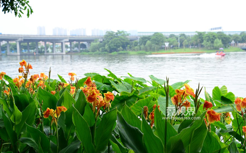 碧桂园狮子洋:穗丰年湿地公园 东莞的城市绿肺