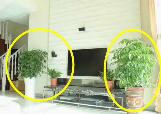 家里这3个地方万万要放植物,这样会让财运进门,有钱人早就知道