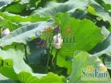 经典墅三期5室1厅东东南南西