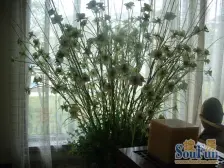 房东诚心出售,上叠别墅,实得面积有250多平