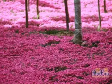 天马相城二期 4室2厅 南 北