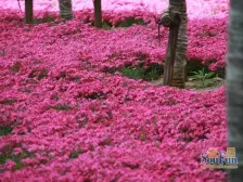 天马相城二期 4室2厅 北 南 东