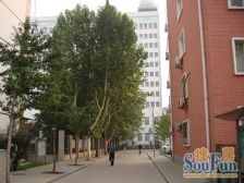 大慧寺12号院复式三居室满五年看房随时
