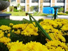 橡树湾 1室1厅 南