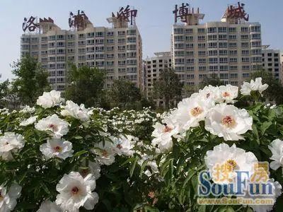 洛浦御博城1室1厅1卫南朝向1100.00元/月出租