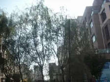 阳光书香苑南北通厅 全天采光 精装修 拎包住诚心卖