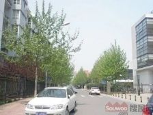 朝阳门内·仓南胡同14号院·1室·1厅