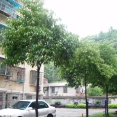 红叶山庄3室2厅南