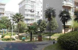 近地铁口 桂花公园旁 桂花树本部