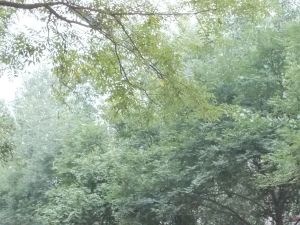 21小区2室1厅南