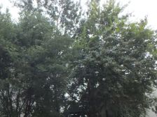 常青住宅小区2室1厅南北
