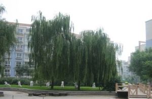 白纸坊街25号院2室1厅南北西