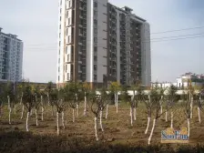 西海岸1+2叠拼别墅,一楼带院子,带70平车库