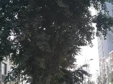 龙洲花园住家装修两房,保持好,随时可看