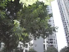 小龙坎 诺丁阳光四房135万