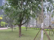 :满五年,交易方便,三峡广场区域,地 区优势明显