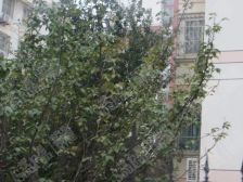 万达旁苏州东苑3室2卫户型好大阳台停车方便可贷款