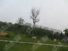 杨柳国际新城F区 5室3厅 南 北