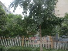 杨柳国际新城E区3室2厅南