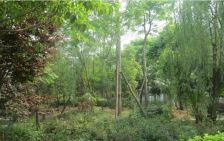 蓝山美树 6室3厅 西南 东北