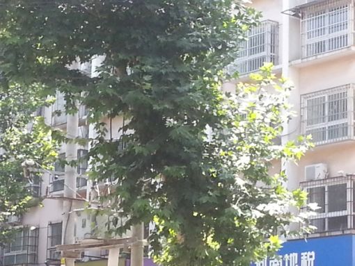 ÍòÐËÐ¡Çø5ÊÒ3Ìü2ÎÀÄϱ±³¯Ïò1700.00Ôª/Ô³ö×â