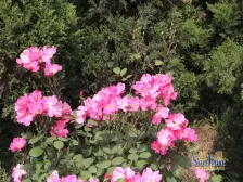 容大东海岸 精装修一居室 70年产权住宅 可贷款