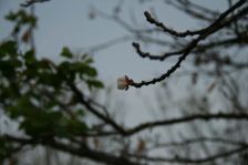 万科城 精装三居室未住 南北通透采光视野好