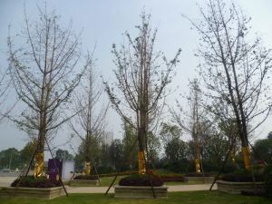央企保利,一线江景,豪,装一百万+全屋一线品牌