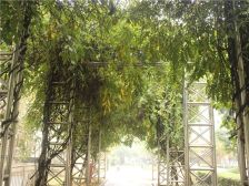 洛龙核 心区域 联排别墅边户 南北花园 诚心出售