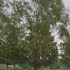 三毛南库小区2室2厅南北