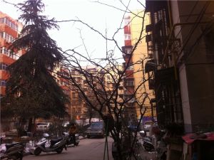 图书馆街安居小区3室1厅北南