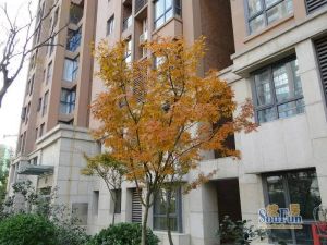 此房装修楼层好采光视野无遮挡看房方便