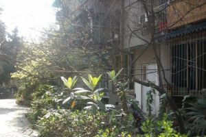 双林中横路8号2室1厅东西