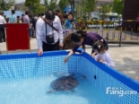 海底总动员活动现场乌龟（2014-5-1）
