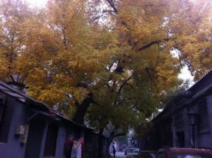 松树街精装三居看房方便诚心出售