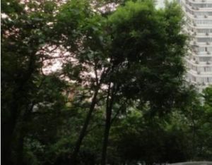 外馆东街50号院屋内直观柳荫公园