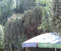 新华小区(红山区)2室1厅东西