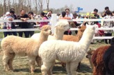里蹦岛火了 中国首个海上羊驼主题公园盛大开园