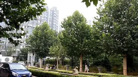 小区掩映在绿树中 小区掩映在绿树中