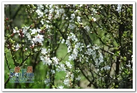 房天下独家:"辰能·溪树庭院"园区春景实拍