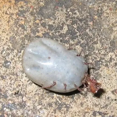 河南蜱虫疫情致18人死亡 影响家居健康的风水13忌