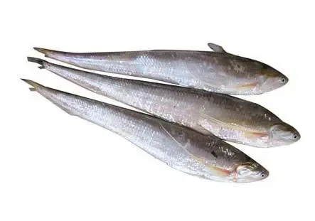 长江刀鱼价格暴涨一倍堪比部分三线城市楼盘价