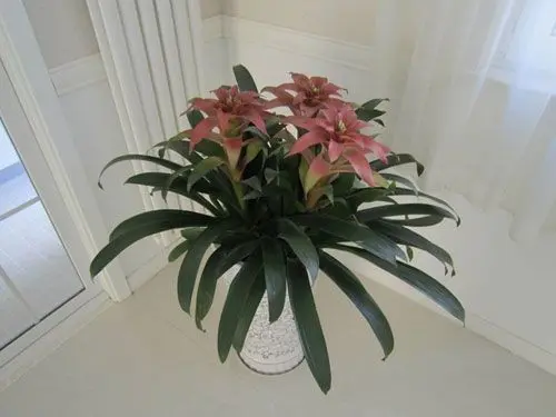 龙血兰适合在客厅摆放吗