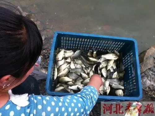 滹沱河刚蓄水引来捞鱼大军